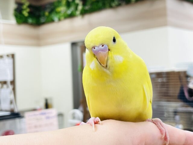 ジャンボセキセイインコ