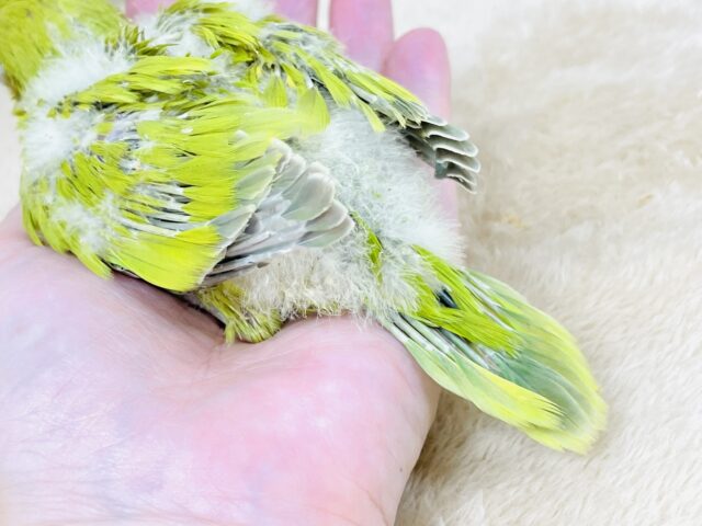 オキナインコ