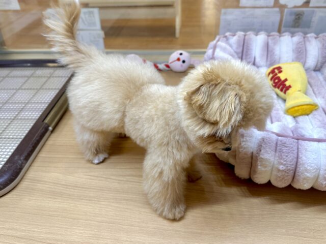 大人気のミックス犬!おっとりマルプーちゃん𐔌ᵔ ܸ>⩊<︎︎ ܸᵔ 𐦯 マルプー