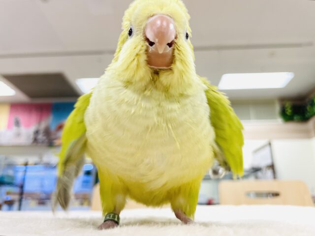 オキナインコ