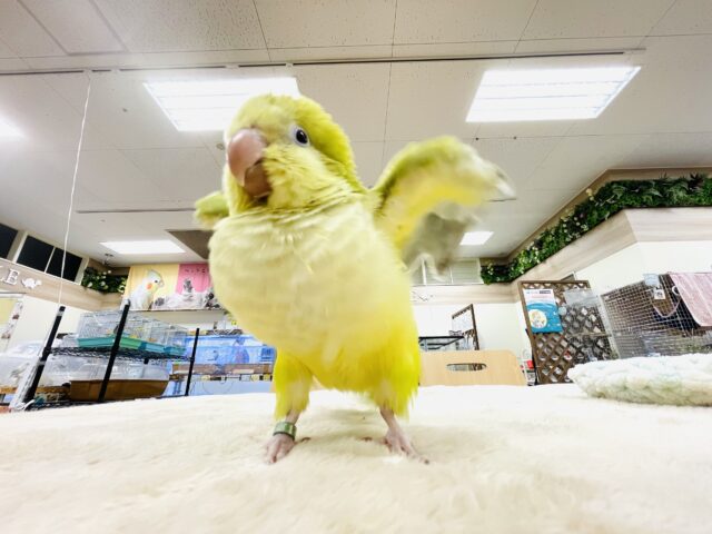 オキナインコ