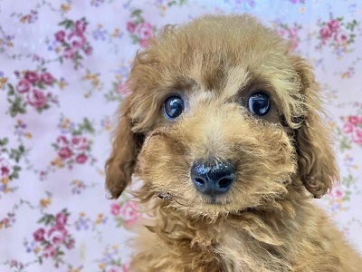 10/4更新 やっぱり人気!トイプードルの女のコ(#^^#) トイプードル