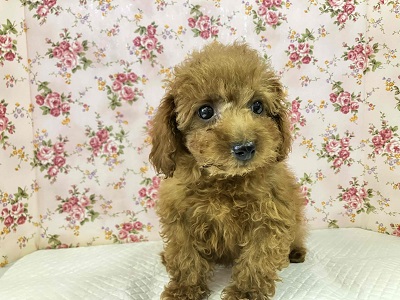 10/4更新 やっぱり人気!トイプードルの女のコ(#^^#) トイプードル