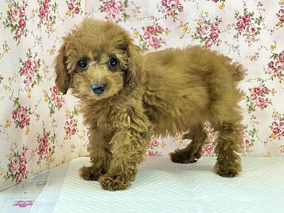 10/4更新 やっぱり人気!トイプードルの女のコ(#^^#) トイプードル