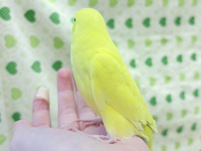 ジャンボセキセイインコ