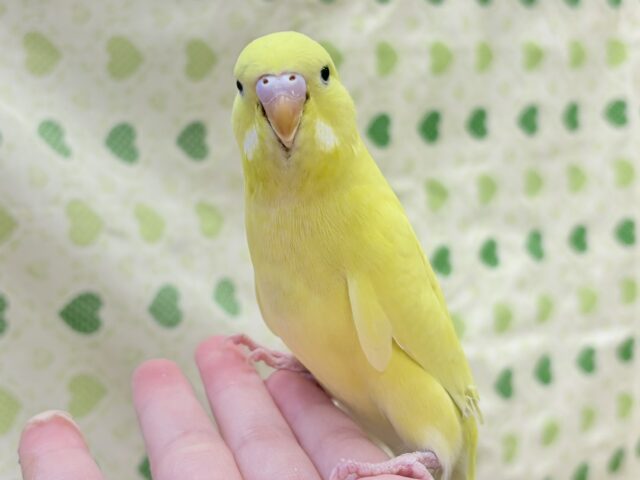 ジャンボセキセイインコ