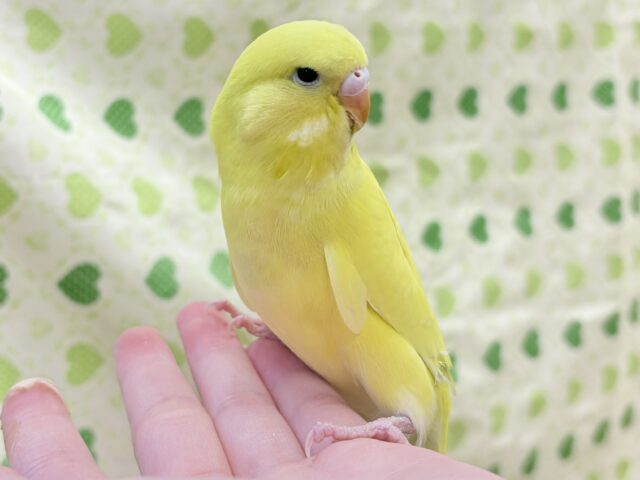 ジャンボセキセイインコ