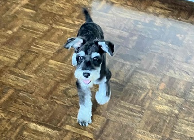 ミニチュアシュナウザー