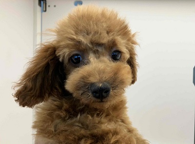 10/4更新 やっぱり人気!トイプードルの女のコ(#^^#) トイプードル