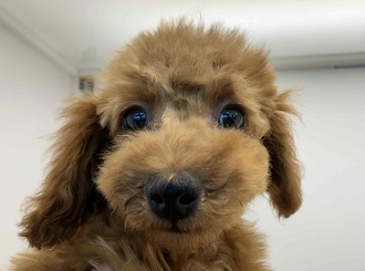 10/4更新 やっぱり人気!トイプードルの女のコ(#^^#) トイプードル