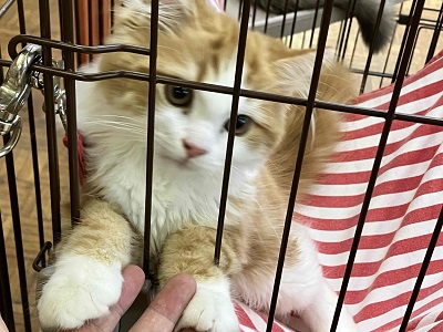 順調に成長✨イケメン過ぎるスコティッシュフォールドです! スコティッシュフォールド