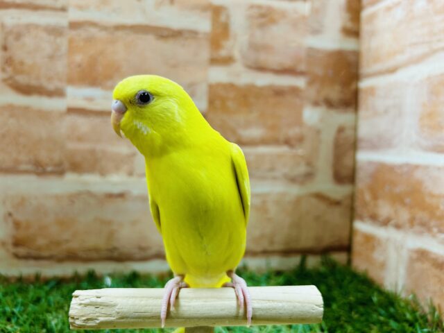 セキセイインコ