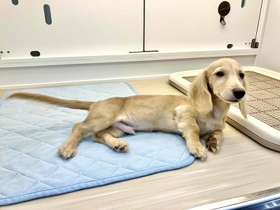 見た目通り⁉おっとりマイペースなダックスくん入舎! ミニチュアダックス