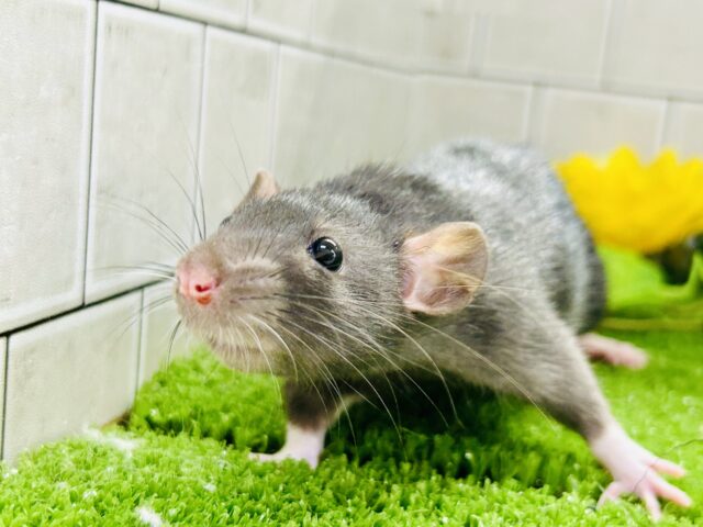 ファンシーラット