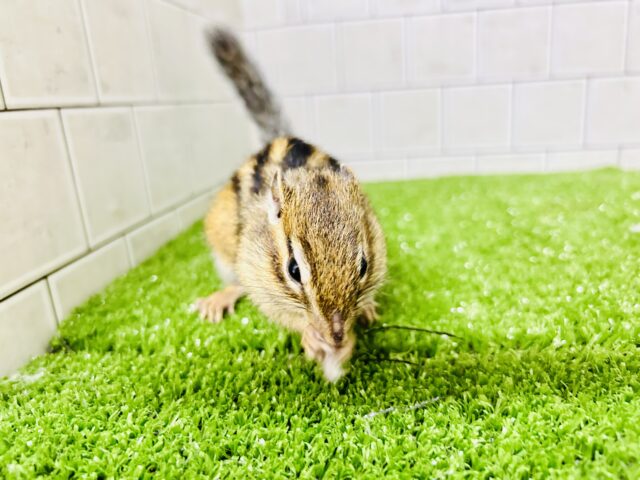 シマリス（ノーマル）