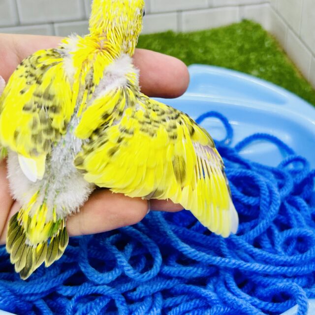 セキセイインコ