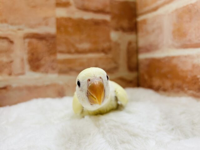 コザクラインコ（小桜インコ）