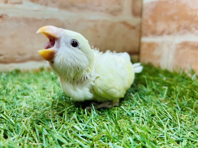 コザクラインコ（小桜インコ）