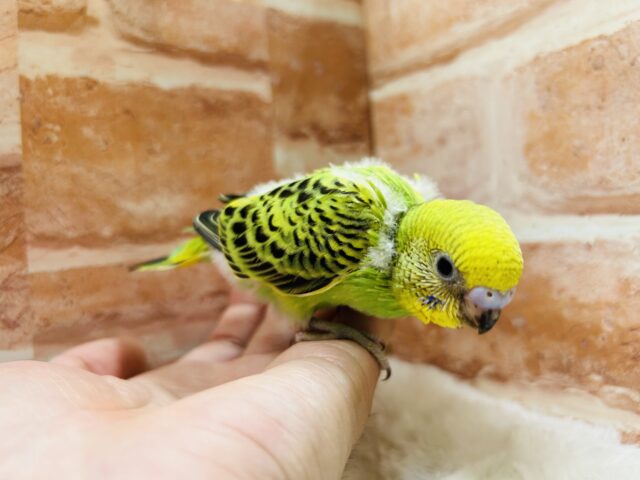 セキセイインコ