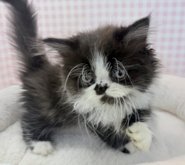 フォールデックス