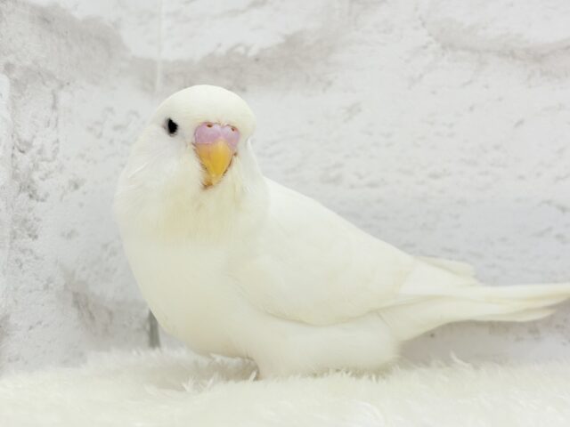 ジャンボセキセイインコ