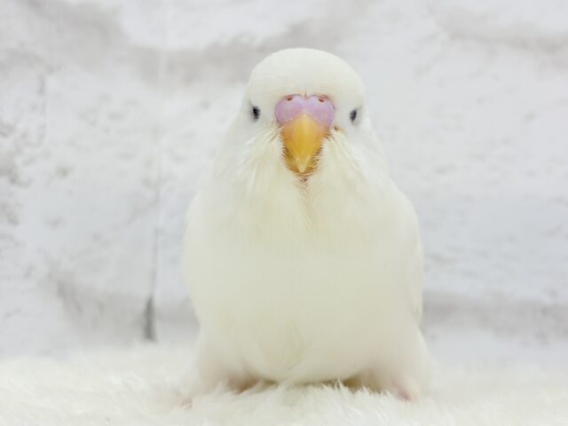 ジャンボセキセイインコ