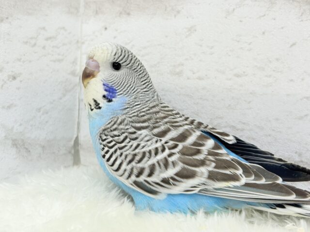 ジャンボセキセイインコ