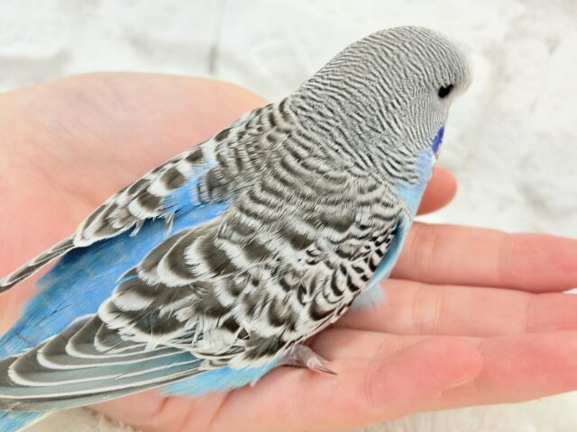 ジャンボセキセイインコ