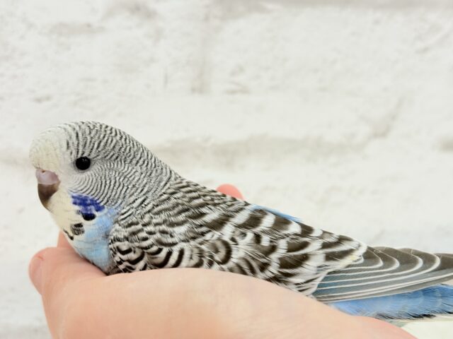 ジャンボセキセイインコ