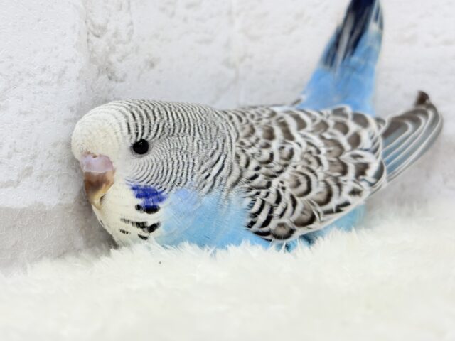 ジャンボセキセイインコ