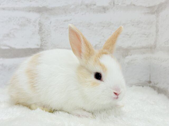 ミニウサギ