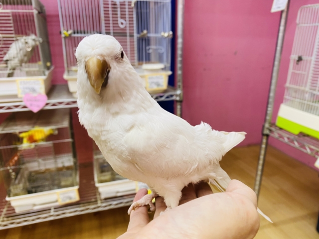 オキナインコ