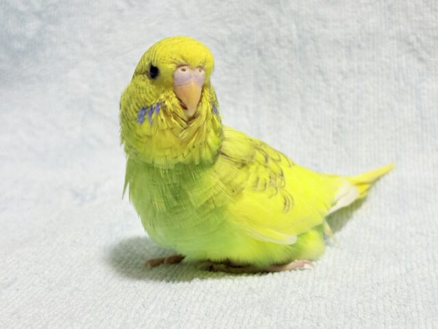 ジャンボセキセイインコ