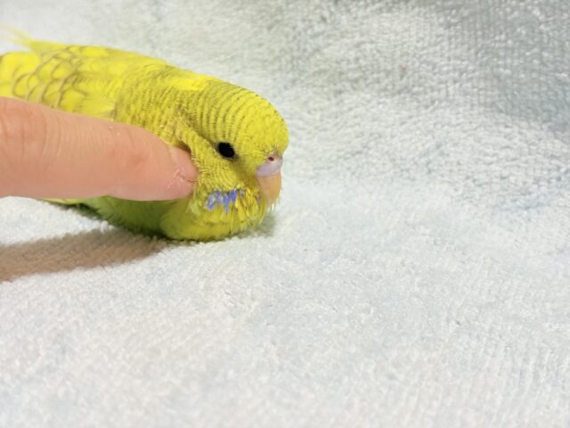 ジャンボセキセイインコ