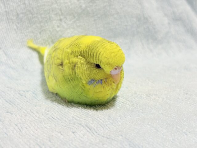 ジャンボセキセイインコ