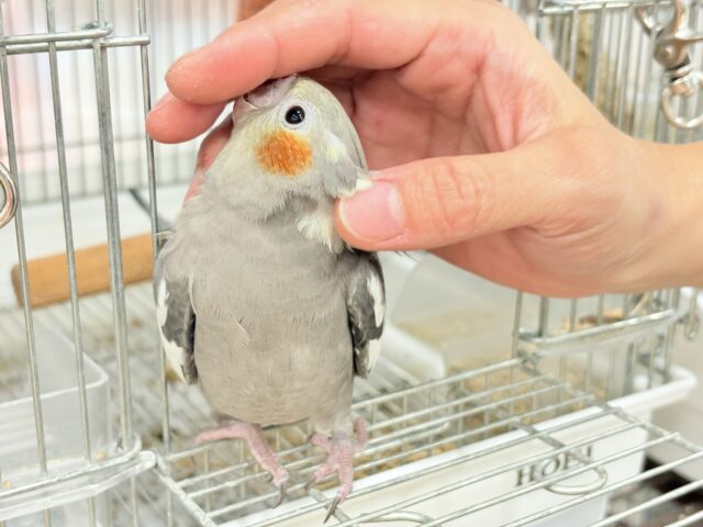 オカメインコ