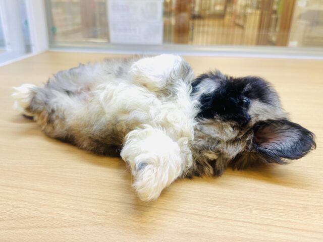 まっくろくろすけ🖤ペキニーズくん ペキニーズ