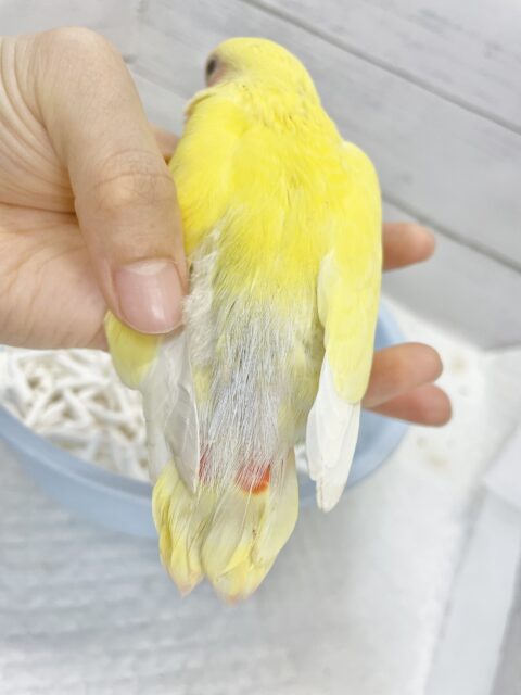 コザクラインコ（小桜インコ）