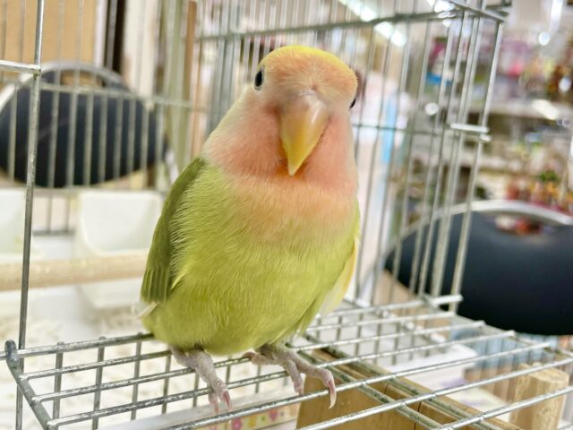 コザクラインコ（小桜インコ）