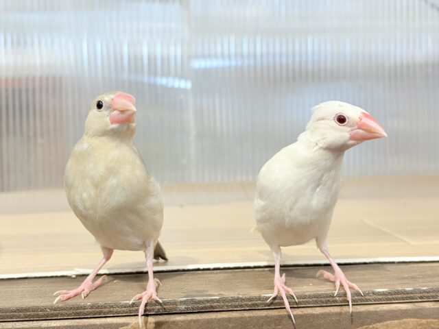 シルバーイノ文鳥