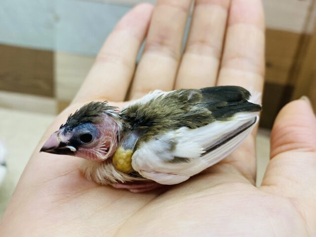 十姉妹（ジュウシマツ）