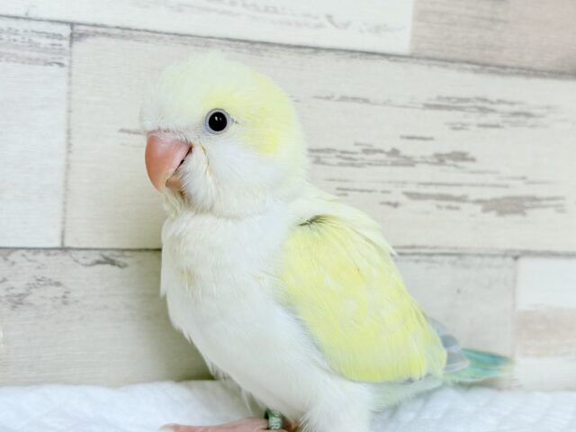 オキナインコ