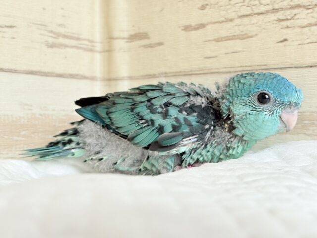 サザナミインコ