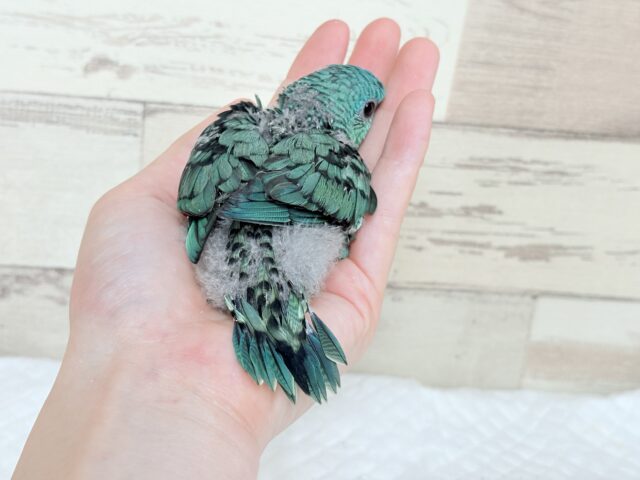 サザナミインコ