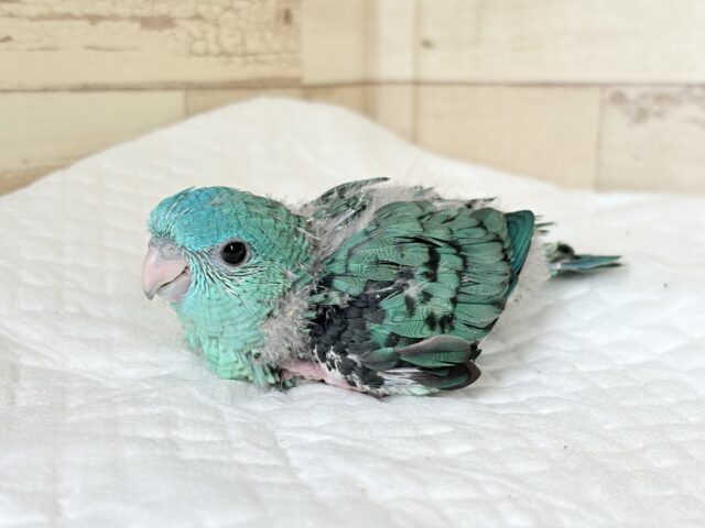 サザナミインコ