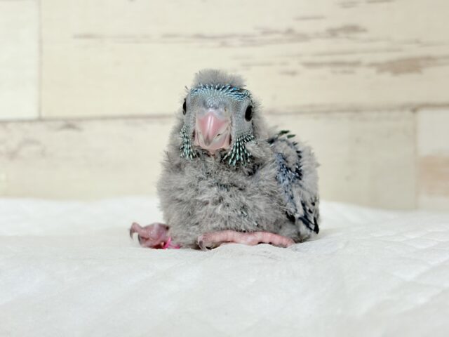 サザナミインコ