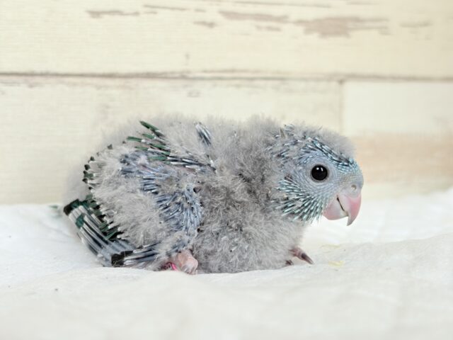 サザナミインコ