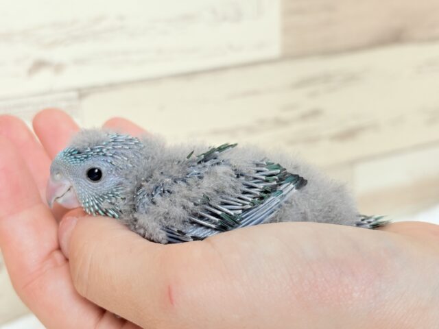 サザナミインコ