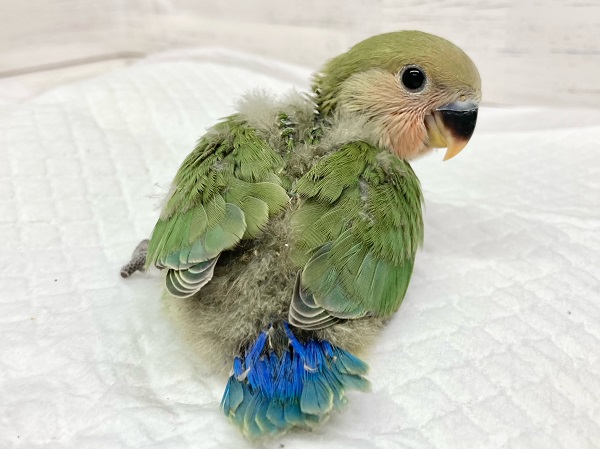 コザクラインコ（小桜インコ）