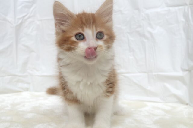 ノルウェージャンフォレストキャット